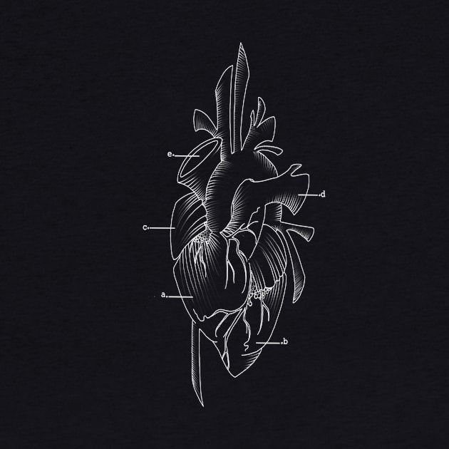 anatomical heart by elywick